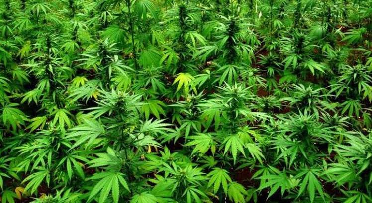 Ganja-cultivation